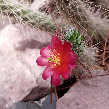 Cabana Flor De Cardon-Juella. Eksteriør bilde